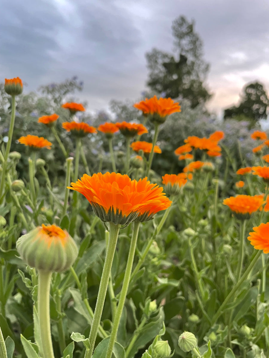 . Calendula Salve