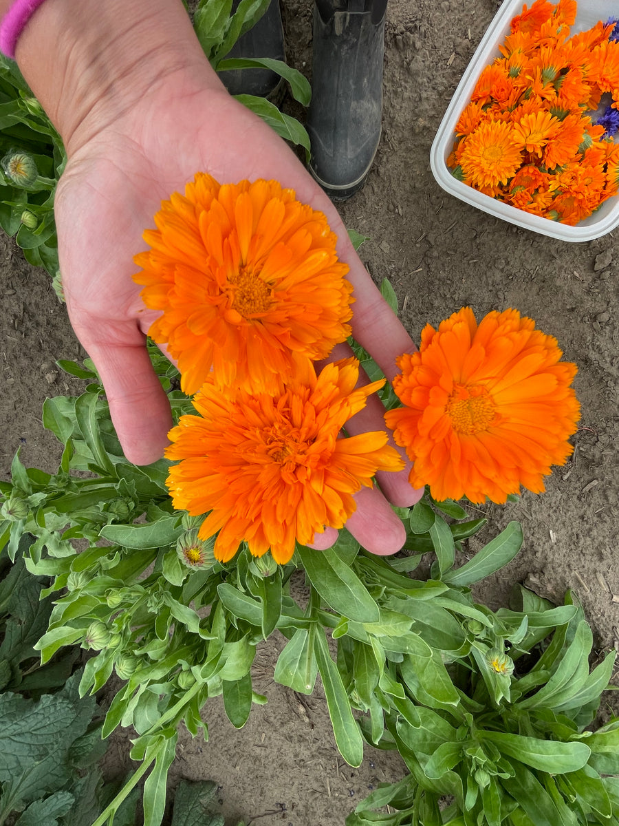 . Calendula Salve